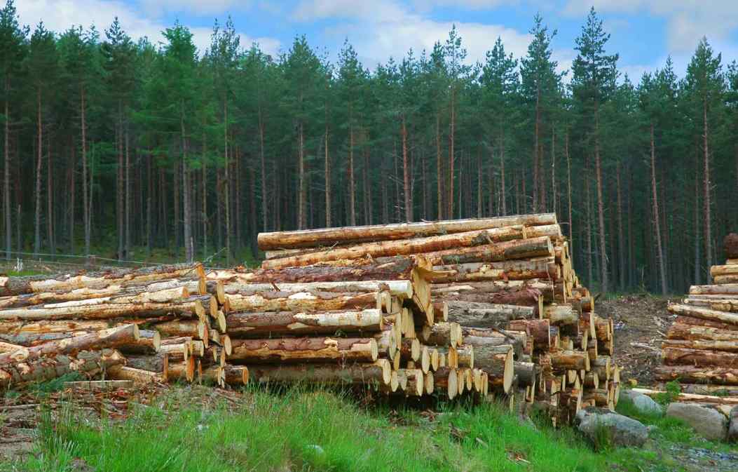 中国进口波兰木材量缩价升 结构性变化明显(图4)