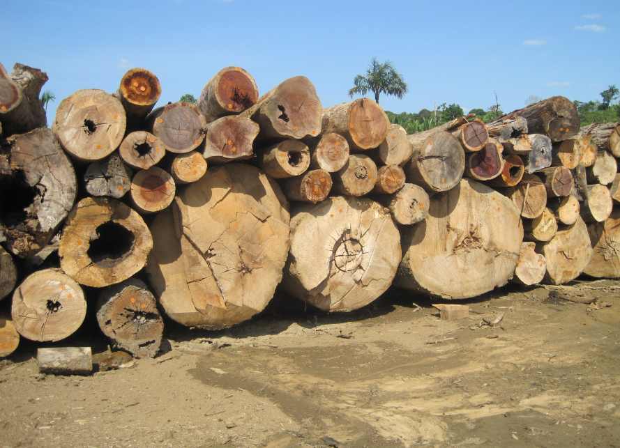 巴西木材行业受美国关税冲击 企业呼吁政府紧急谈判应对危机(图1)