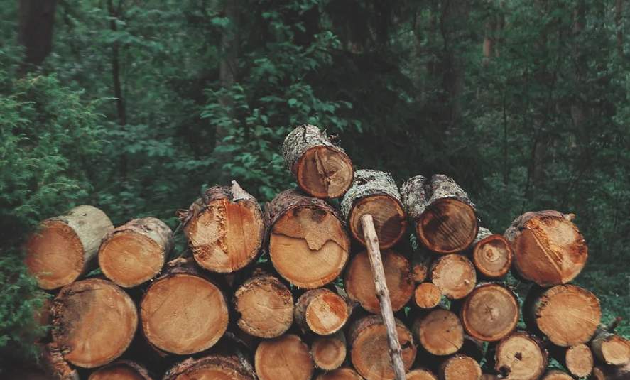 北美木材绕道越南对华出口暴增1650% 中美贸易摩擦催生转口新路径(图1)