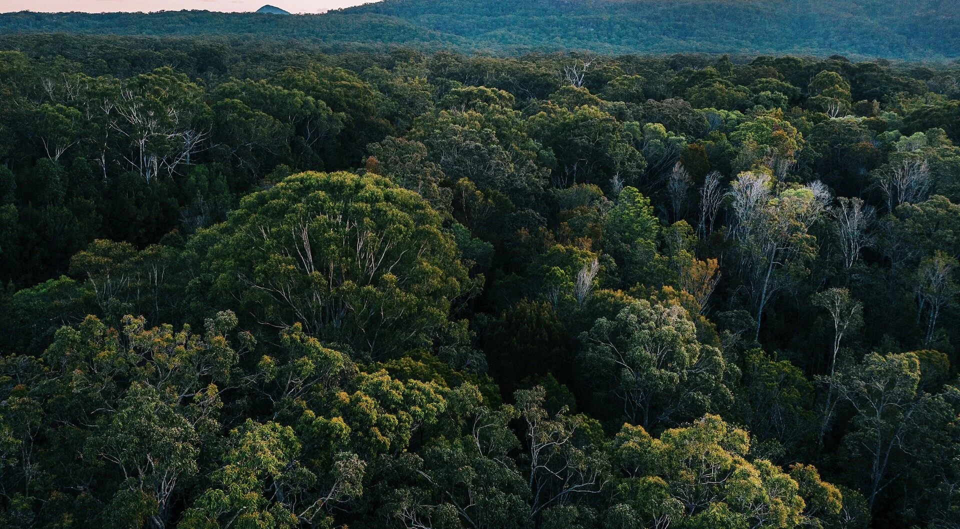 新南威尔士州大考拉国家公园面临数百万美元资金缺口挑战(图1)
