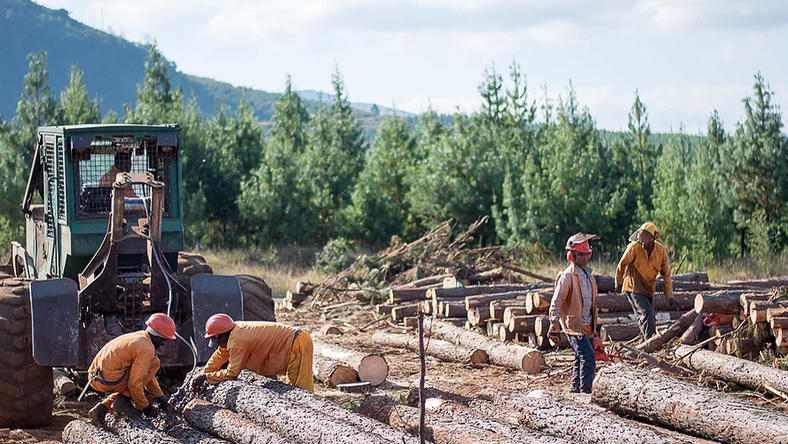国际林业巨头进军南非 新型投资模式助力非洲可持续发展(图2)