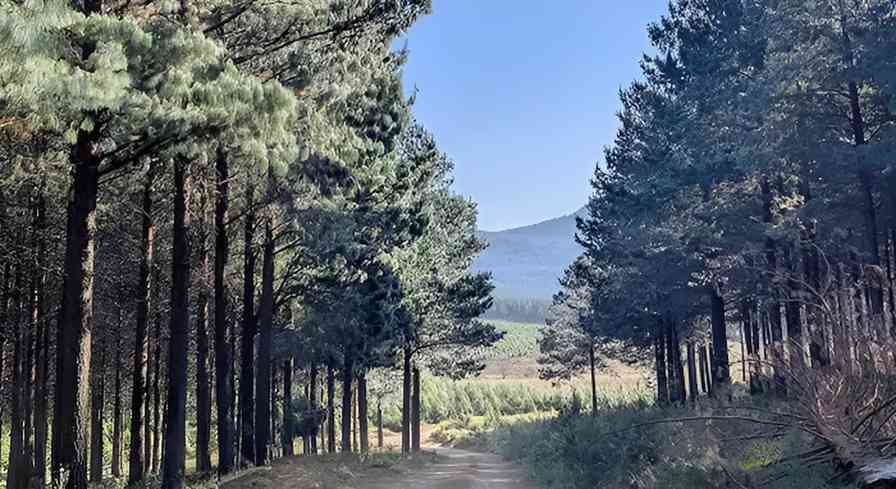 国际林业巨头进军南非 新型投资模式助力非洲可持续发展(图1)