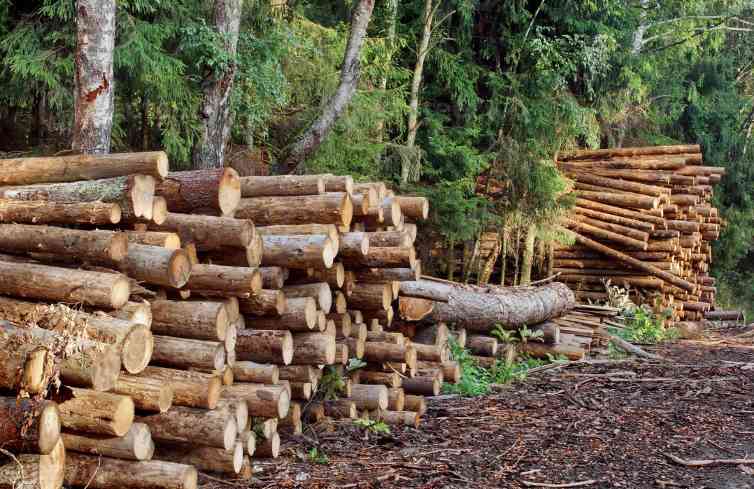 欧盟零毁林法案实施在即 全球林业企业供应链透明度堪忧(图2)