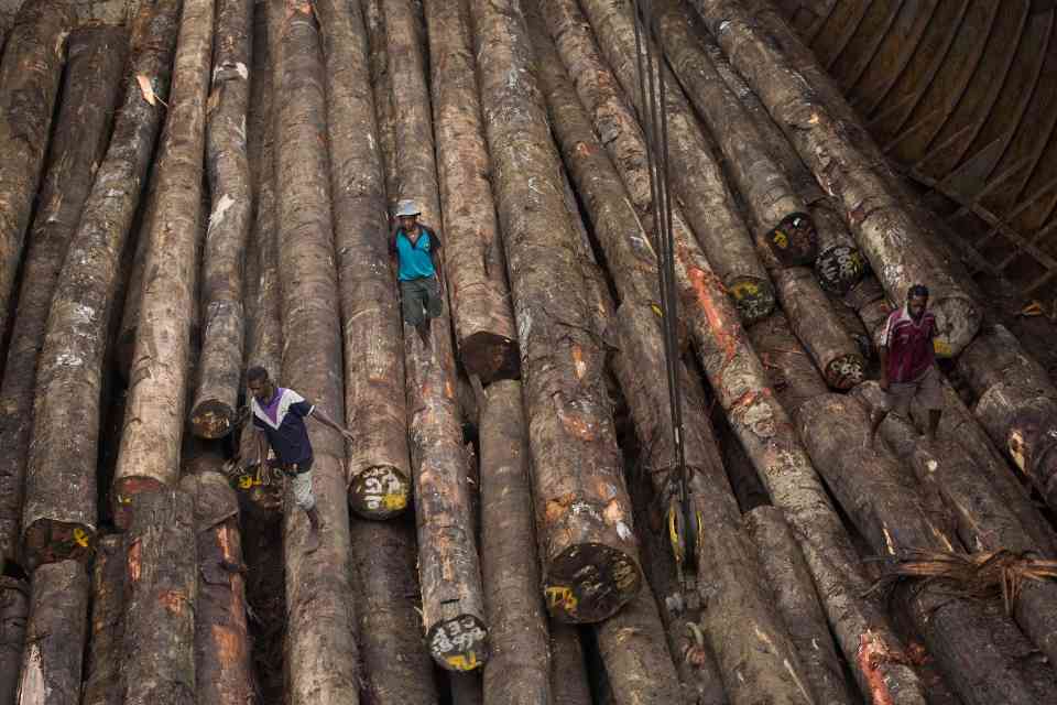 森林的最后防线：为何木材公司仍未准备好迎接EUDR？(图1)