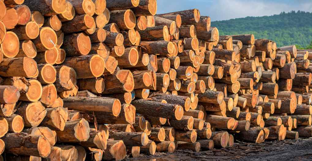 短期内木材价格面临上行压力(图1)