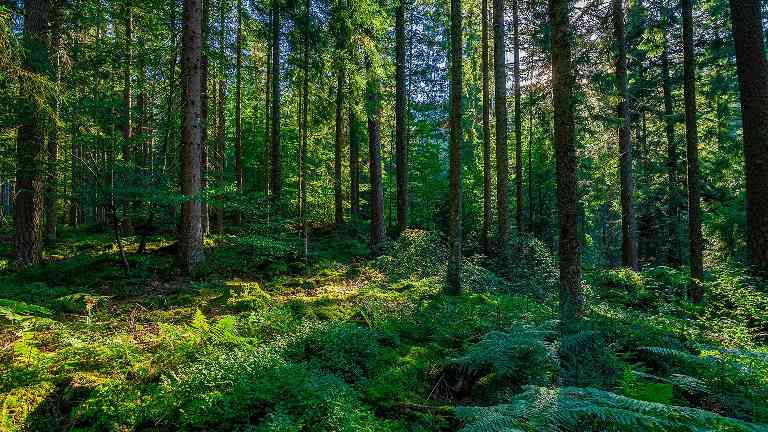 木材与能源的博弈：波兰林业政策走向何方？(图3)