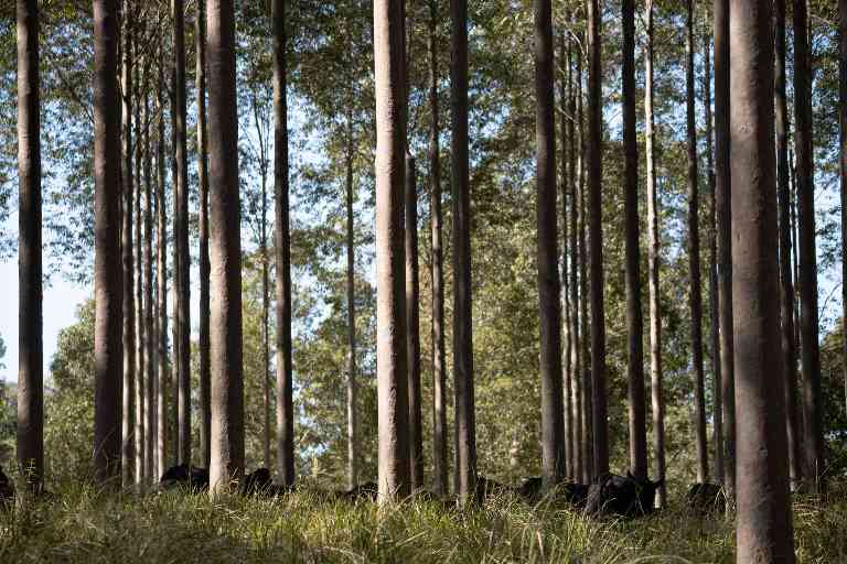 二十年树木：澳大利亚硬木产业如何破解时间与质量的平衡(图2)