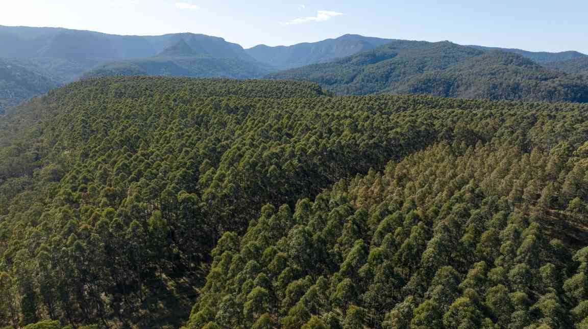 二十年树木：澳大利亚硬木产业如何破解时间与质量的平衡(图1)