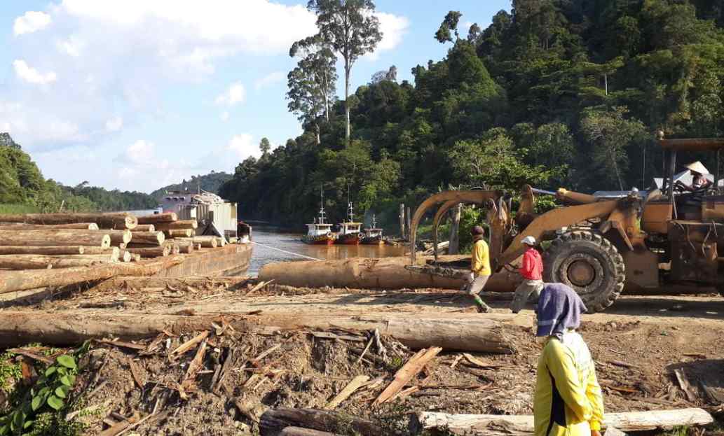 90.3亿！这地：木材出口展现强劲韧性！但后续林企成本或增加8%至12%(图3)