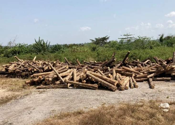 非法采伐致这地经济损失约840万！多名人员被调查起诉！(图3)