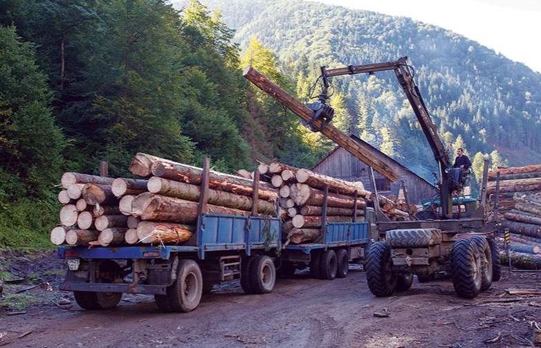 非法采伐致这地经济损失约840万！多名人员被调查起诉！(图1)