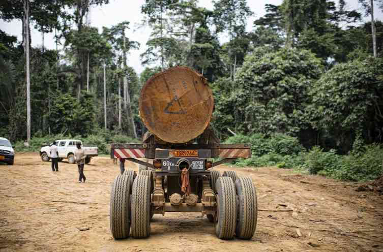 中国采购暂停+大选变局，非洲木材重要来源国“踩刹车”？(图1)