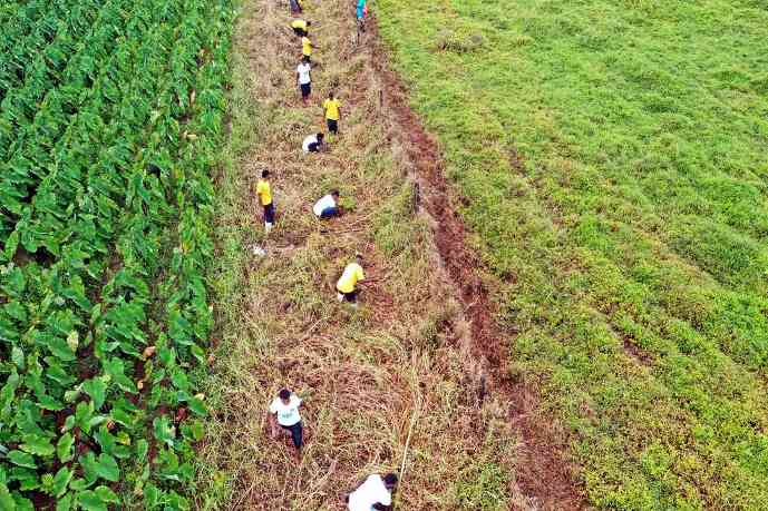 植树救不了气候？新研究揭示重新造林的现实与局限(图1)