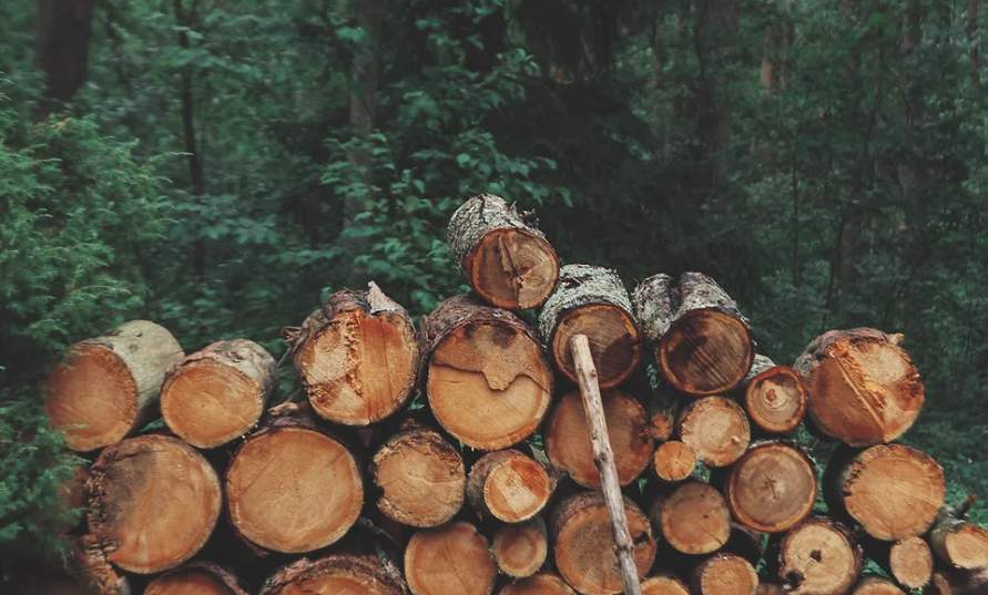 突发！木材期货价格大跌19.5%！(图2)