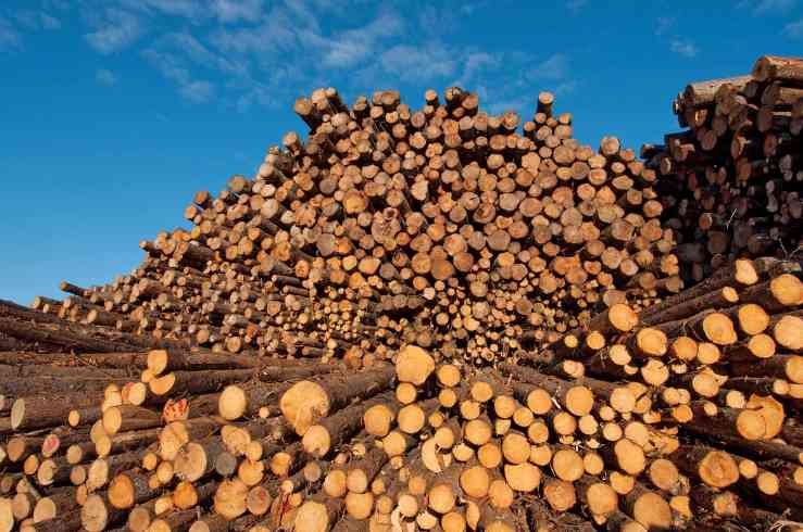 全球木材加工市场持续增长：可持续转型成未来趋势(图1)