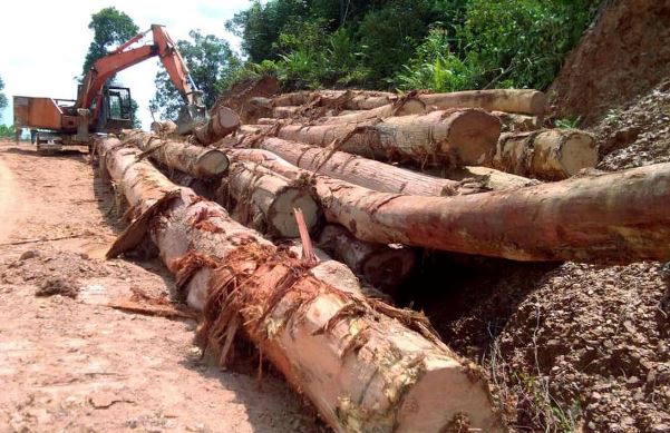 马来西亚续禁原木出口！要求本地木材专攻加工，家具等制成品可出口，去年家具出口达 223 亿令吉(图1)