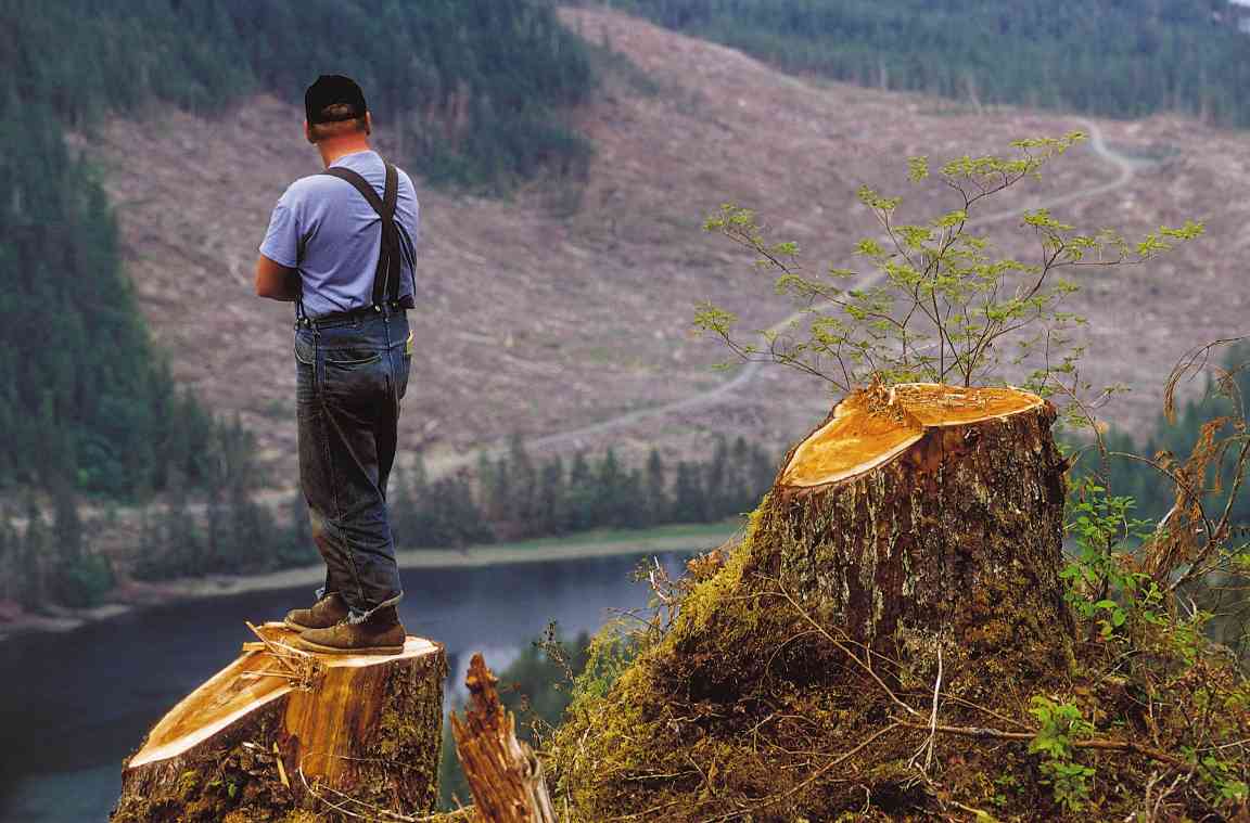 阿拉斯加伐木争议升级：议员力促增产，音乐产业面临“断材”危机(图1)