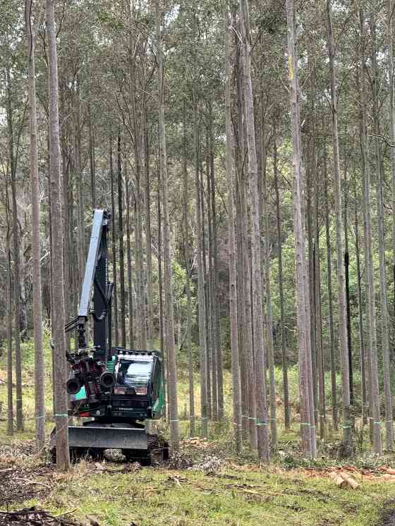 二十年种百万棵树！赫福德硬木开放基奥格尔种植园，议员、农民共庆林业里程碑(图3)