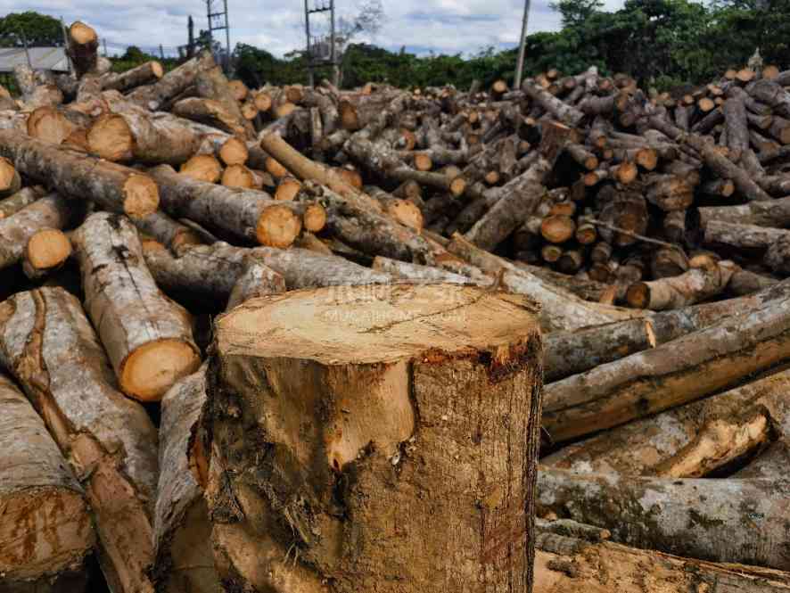 下一个涨价风暴眼？橡胶木短缺警报拉响！中国厂家要越买越贵了？(图3)