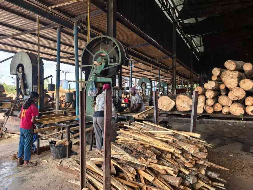下一个涨价风暴眼？橡胶木短缺警报拉响！中国厂家要越买越贵了？(图1)