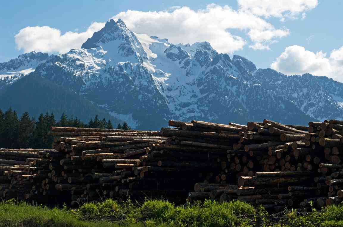 从伐木到 “卖碳”！华盛顿州 DNR 升级森林管理，7.7 万英亩老林分迎永久保护(图1)