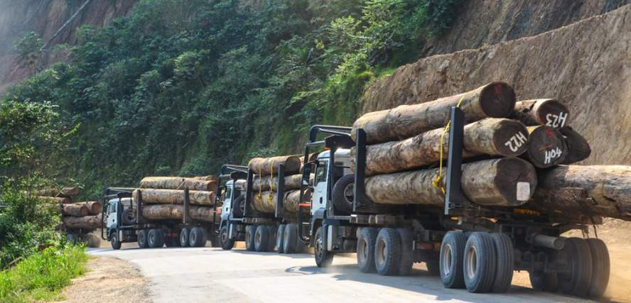 中国买爆也没用？非洲每根原木成本暴涨！供应链危机隐现(图2)