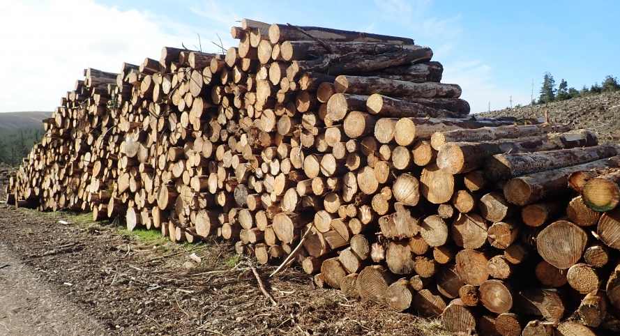 这地通过交易所竞拍，实现超100万立方木材销售！(图2)