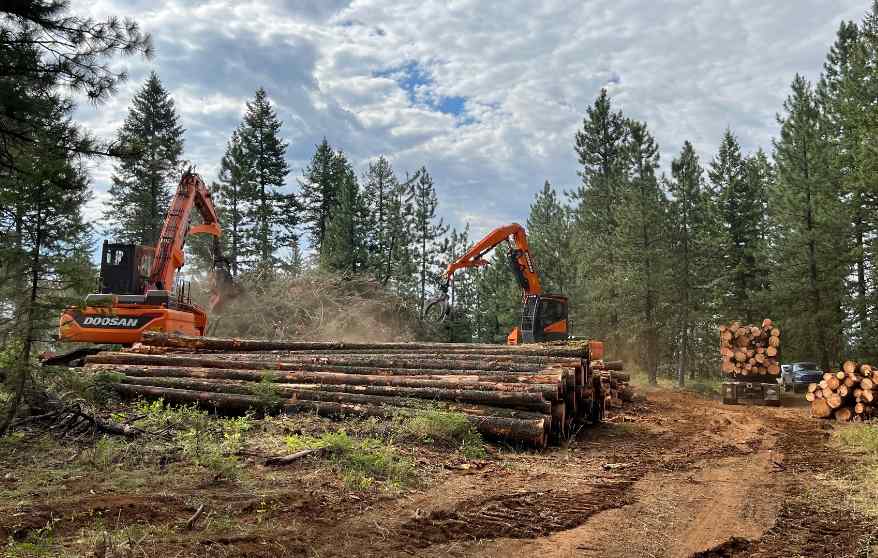 木材暂或“免税金牌”！零税“稳了”？专家：博弈才刚开始！(图1)