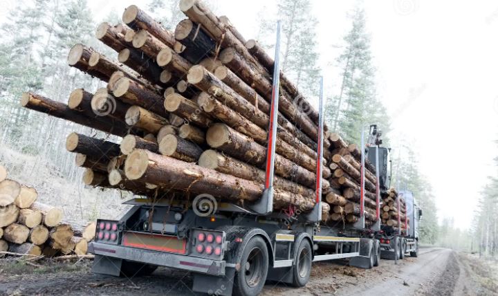 从Koskisen增长到Södra亏损：北欧木材业如何应对多重压力？(图1)