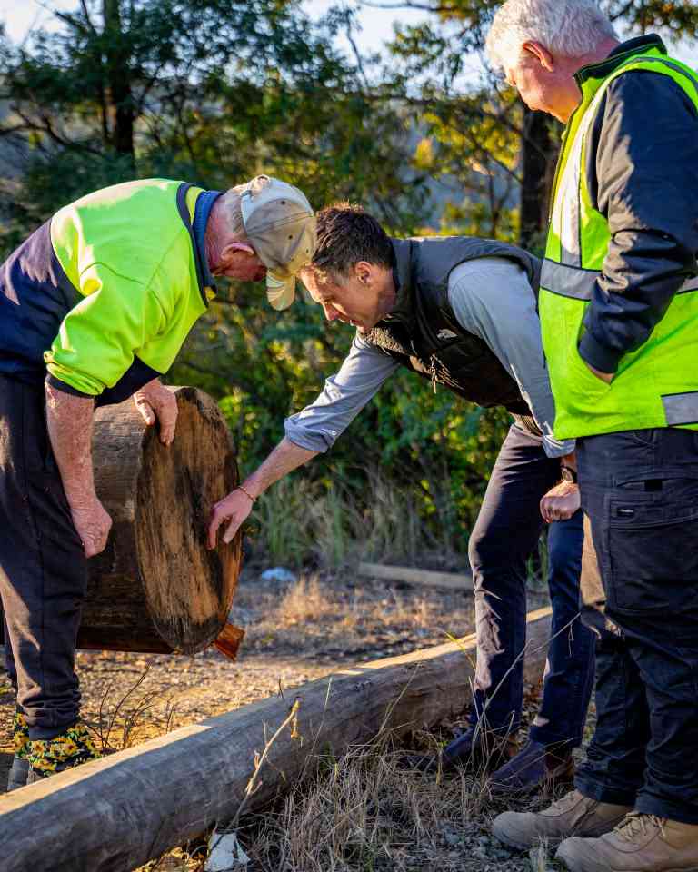 考拉公园扩建引争议：保护与40亿木材产业的博弈如何平衡？(图1)