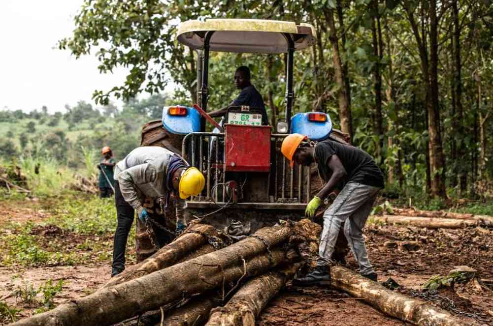 一张许可证，让木材畅通无阻？这个非洲国家做到了！(图2)
