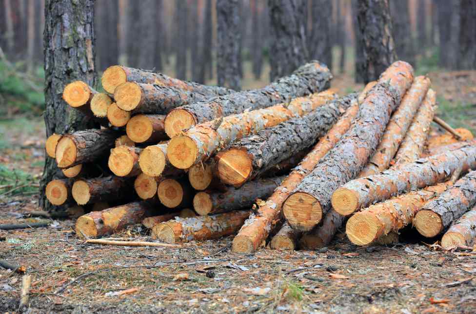 欧盟原木进口额增长16% 针叶原木主导市场(图4)