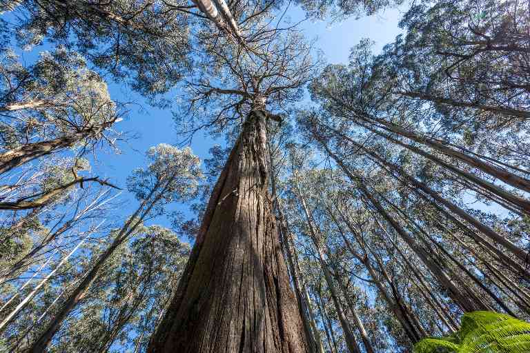 山灰林气候危机加剧 选择性间伐助力生态修复(图1)