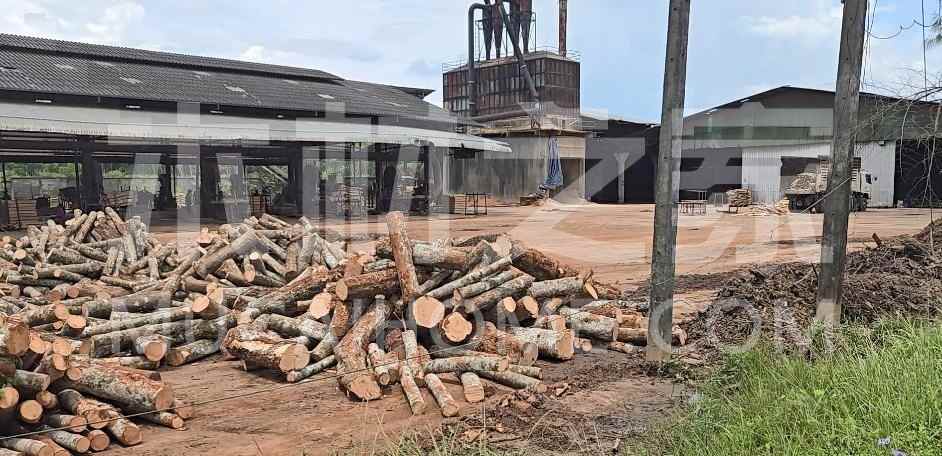 中国泰国橡胶木锯材进口量价双升，市场趋势分析(图3)