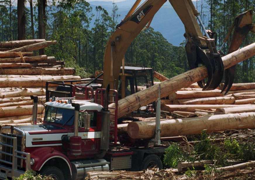 面向全州，这地1000万木材种植园补贴正在发放！(图3)
