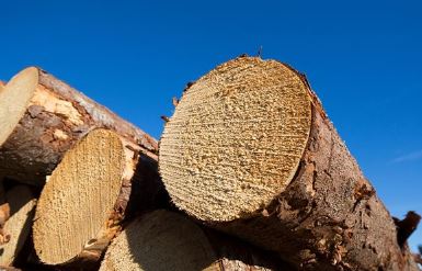 芬兰原木价格七月下跌 成交量稳步下降(图1)