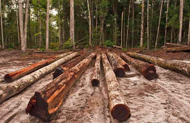 智利比奥比奥大区林业出口现增长与下滑双面表现(图3)