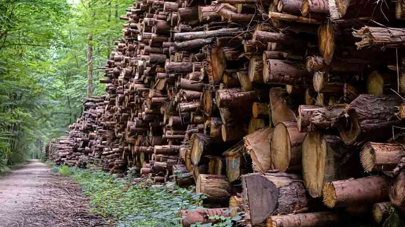 欧盟农林业能耗下降1.1% 清洁能源替代初见成效(图2)