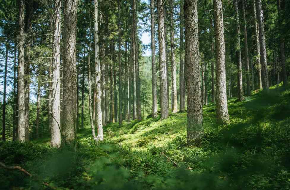 BC省第49号树木农场采伐量下调26.2% 回归可持续阈值(图1)