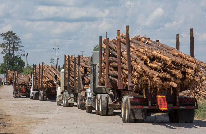 美国原木重返中国市场:需求与供应链双重制约(图1) 美国原木重返中国市场:需求与供应链双重制约(图1)