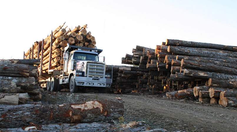 美国原木重返中国市场:需求与供应链双重制约(图4) 美国原木重返中国市场:需求与供应链双重制约(图4)