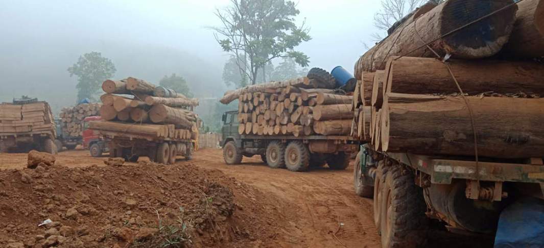 缅甸木材出口遇阻，行业承压显现(图1)