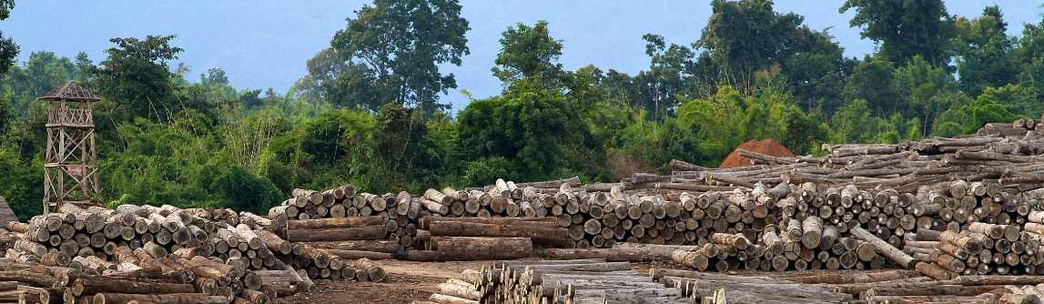 缅甸木材出口遇阻，行业承压显现(图4)