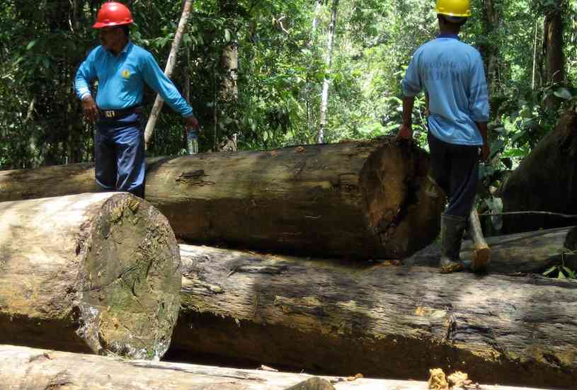 印尼木材合法性认证体系提升可持续供应链透明度(图4)