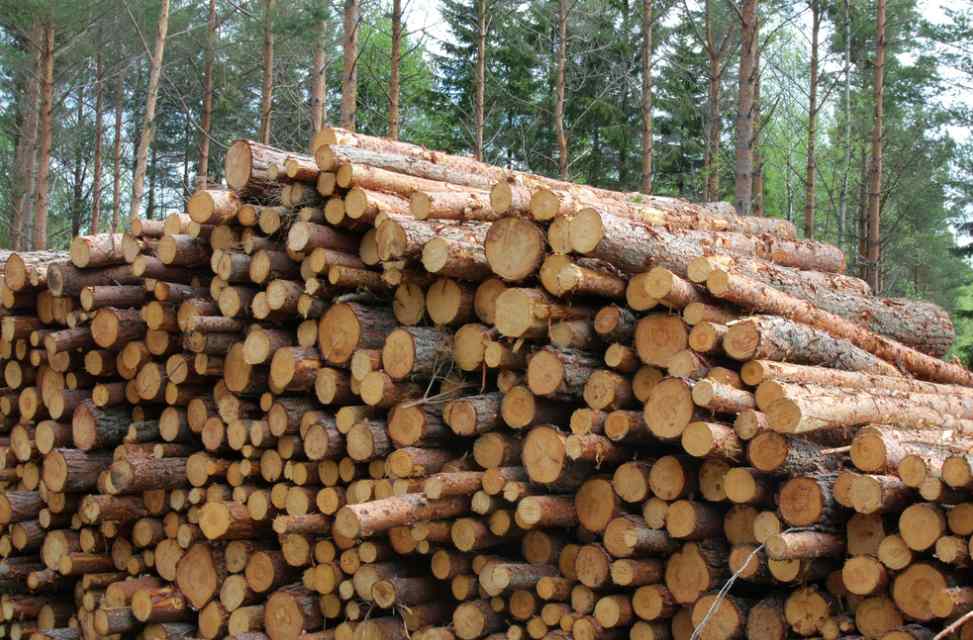 芬兰木材采购萎缩 对华出口创新高(图1)
