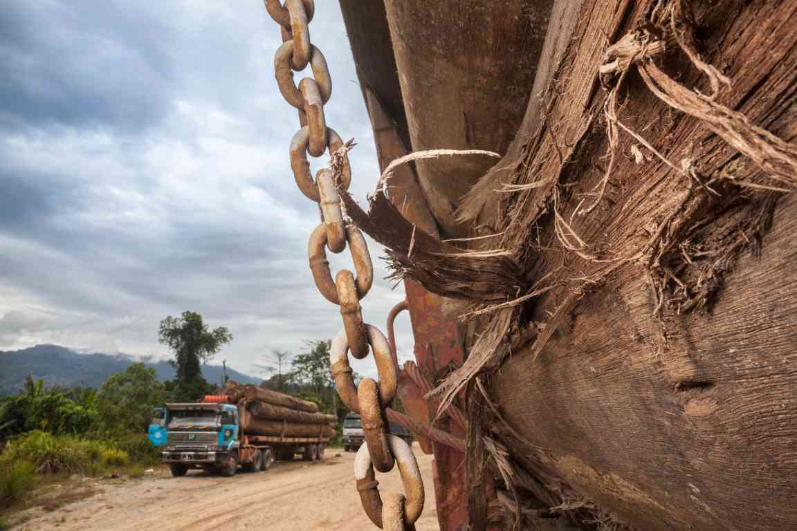 欧盟木材进口加剧婆罗洲森林破坏危机(图1)