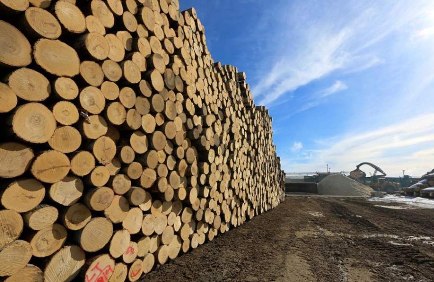 木材期货价格大跌 美加关税双重挤压行业困境(图1)