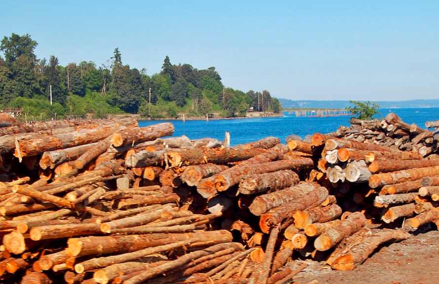 木材期货价格大跌 美加关税双重挤压行业困境(图3)