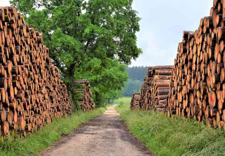 国际软木大会聚焦供应瓶颈与出材率提升机遇(图2)