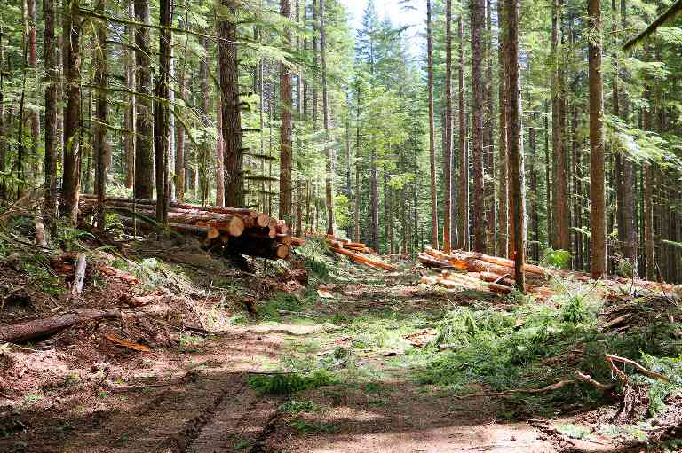 美国关税重创加拿大木材产业 产业链面临多重危机(图3)
